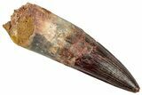 Real Fossil Spinosaurus Tooth - Huge Dinosaur Tooth #351613-1